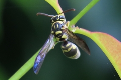 Stenodyneriellus guttulatus