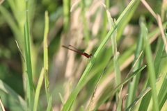 Agriocnemis femina femina