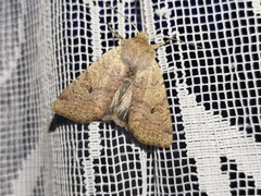 Agrochola laevis