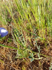 Swainsona procumbens