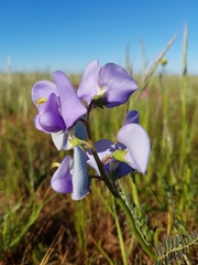 Swainsona procumbens