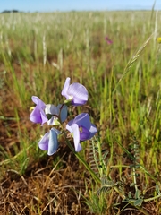 Swainsona procumbens