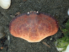 Metacarcinus novaezelandiae