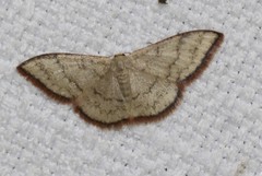 Idaea coercita