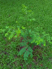 Adenanthera microsperma