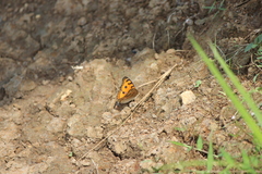 Junonia almana javana