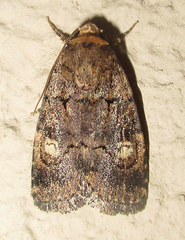 Athetis leuconephra