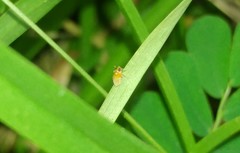 Flavoclypeus andromedus