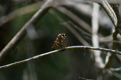 Dicranus jaliscoensis