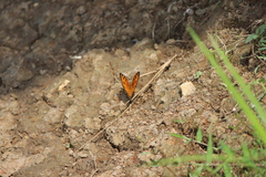 Junonia almana javana