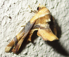 Eutelia callichroma