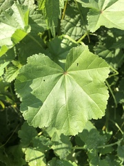 Malva pusilla