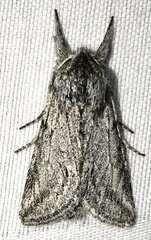 Pleromelloida cinerea