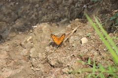 Junonia almana javana