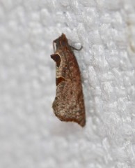 Glyphidoptera insignana