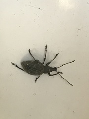 Otiorhynchus sulcatus