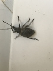 Otiorhynchus sulcatus