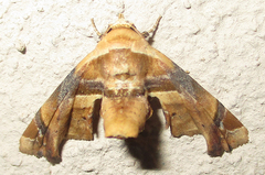 Eutelia callichroma