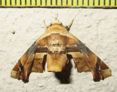 Eutelia callichroma
