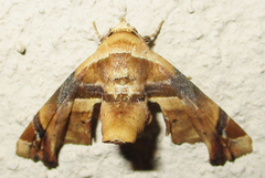 Eutelia callichroma