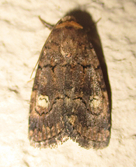 Athetis leuconephra