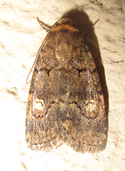 Athetis leuconephra