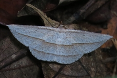 Heteralex rectilineata