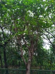 Erythrina variegata orientalis