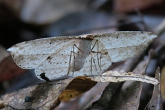 Heteralex rectilineata