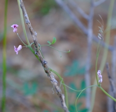 Cysticapnos cracca