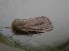 Denticucullus pygmina