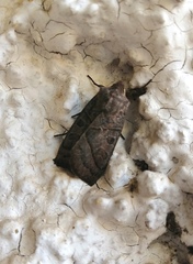 Mesogona oxalina