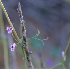 Cysticapnos cracca