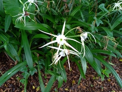 Hymenocallis speciosa