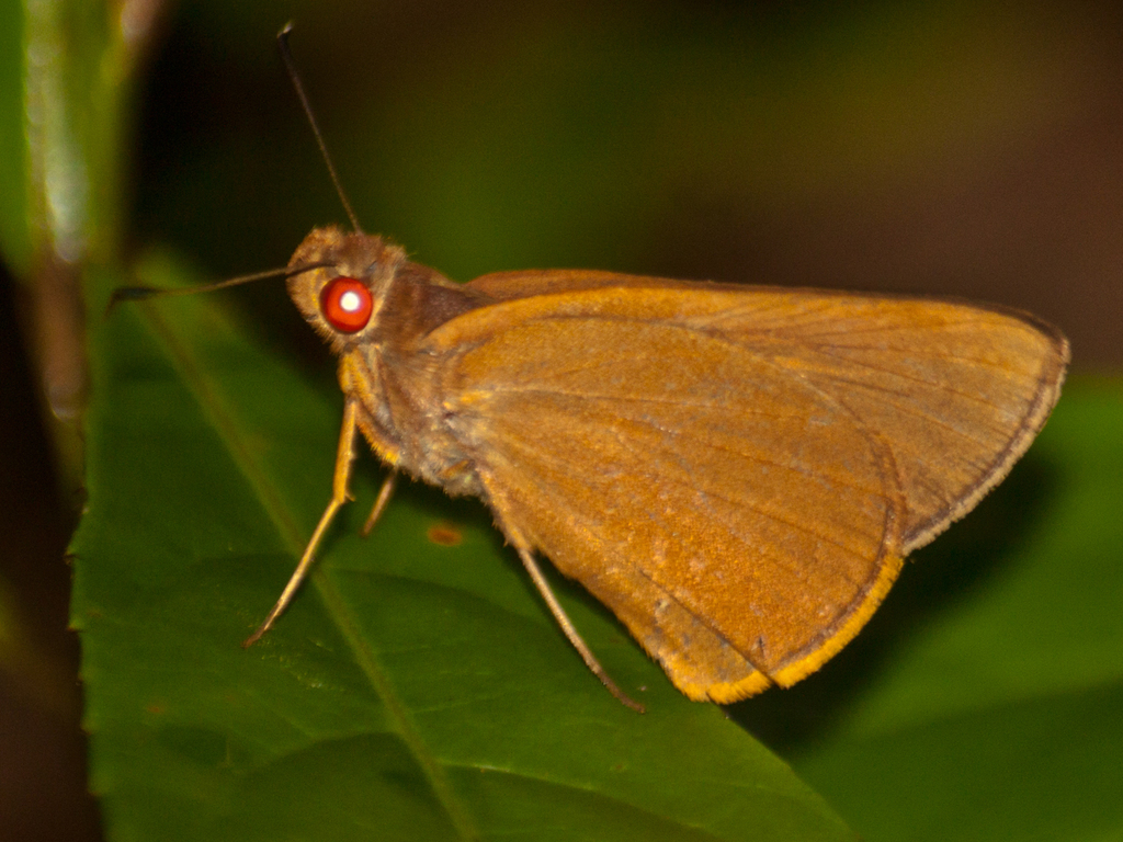 Grey-brand Redeye