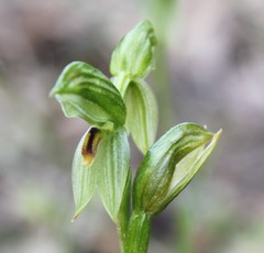 Pterostylis umbrina
