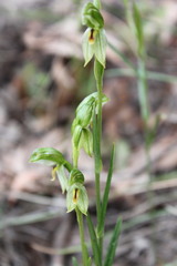 Pterostylis umbrina