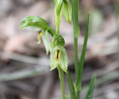 Pterostylis umbrina