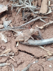 Ocnerodes fallaciosus