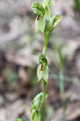 Pterostylis umbrina