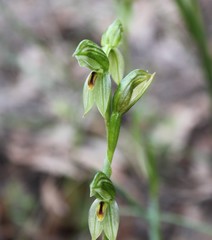 Pterostylis umbrina