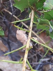 Ocnerodes fallaciosus