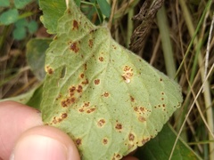 Puccinia violae