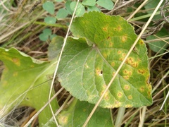 Puccinia violae