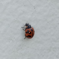 Coccinella transversalis