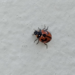 Coccinella transversalis