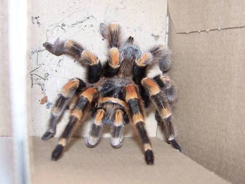 Mexican Orangeknee Tarantula