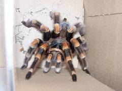 Brachypelma hamorii