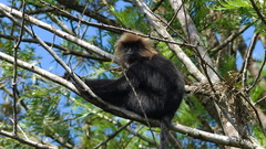 Semnopithecus johnii