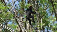 Semnopithecus johnii